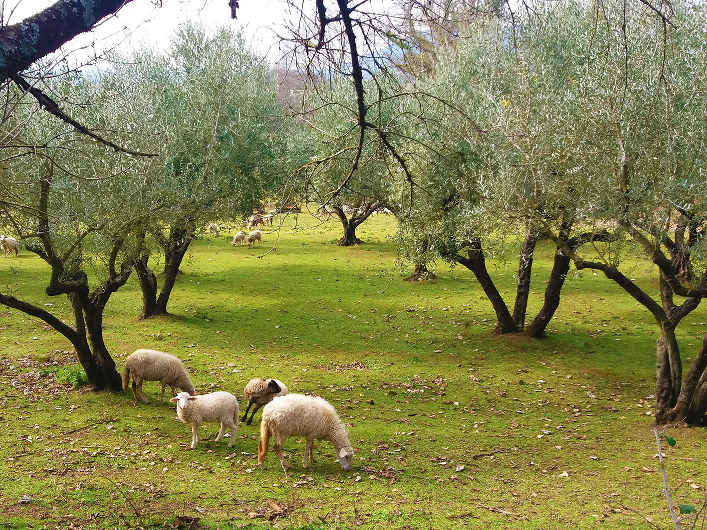 Paliano, the typical Mediterranean integration of olive farming and sheep breeding. Photo by the authors.